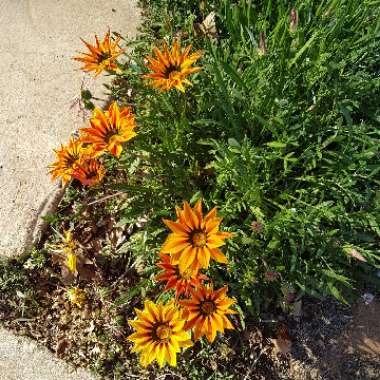 Gazania