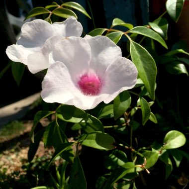 Pandorea jasminoides