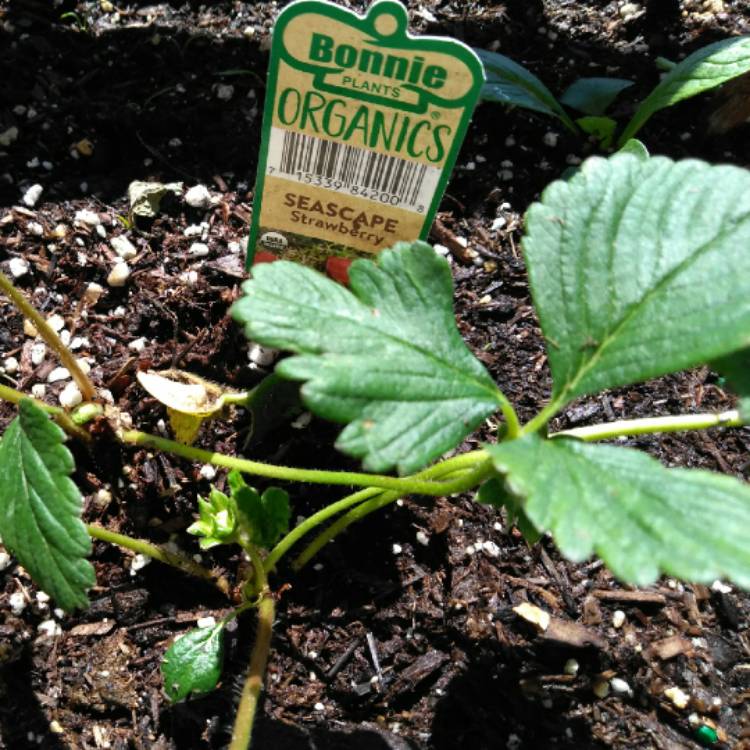 Plant image Fragaria x ananassa 'Seascape'