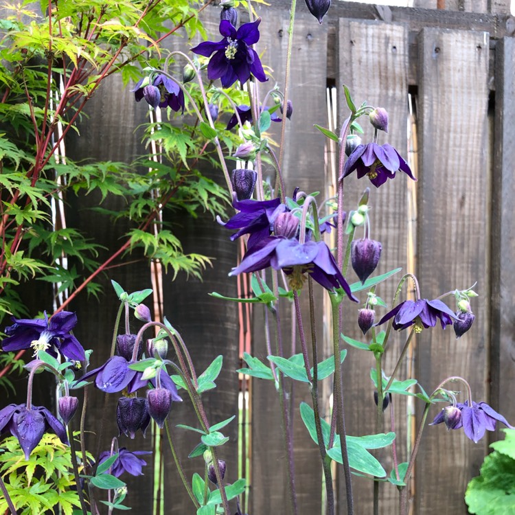 Plant image Aquilegia alpina