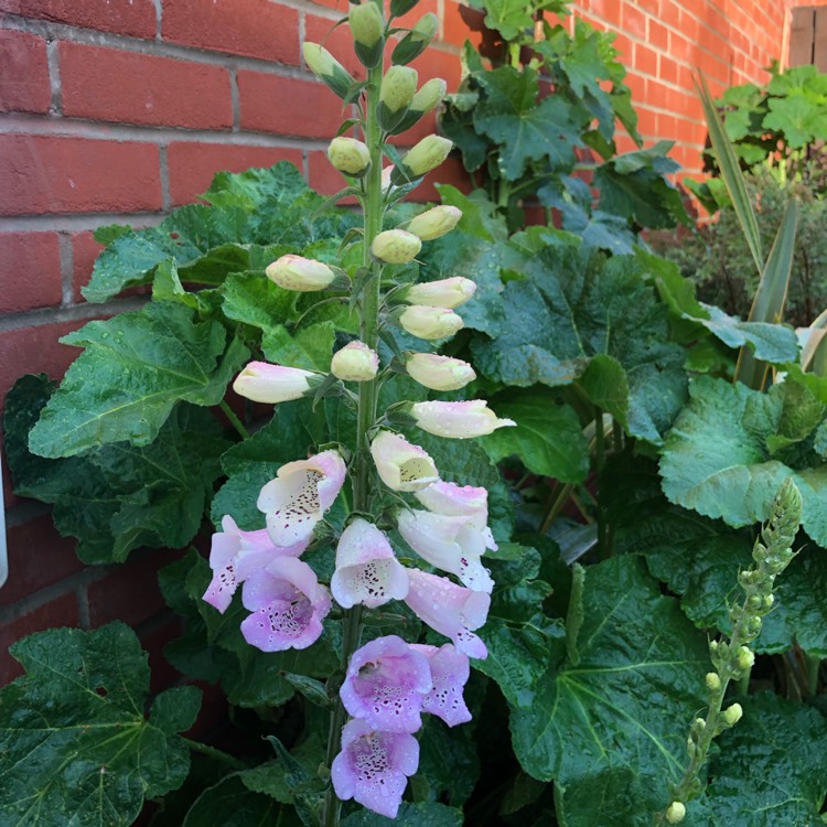 Plant image Digitalis purpurea 'Excelsior Hybrid Mixed'