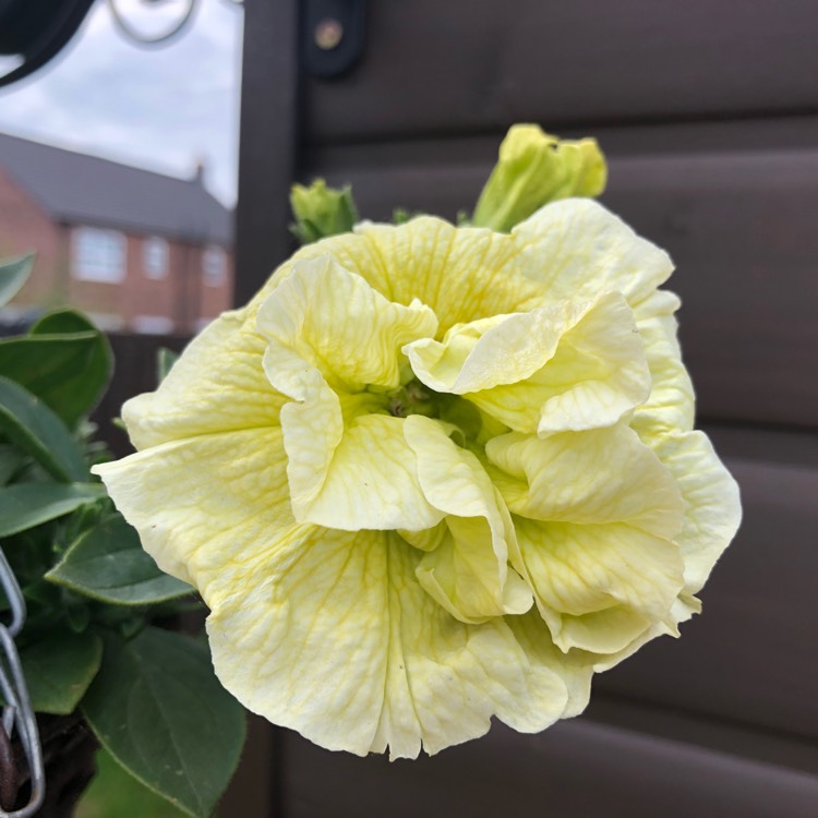 Plant image Petunia Tumbelina 'Susanna'