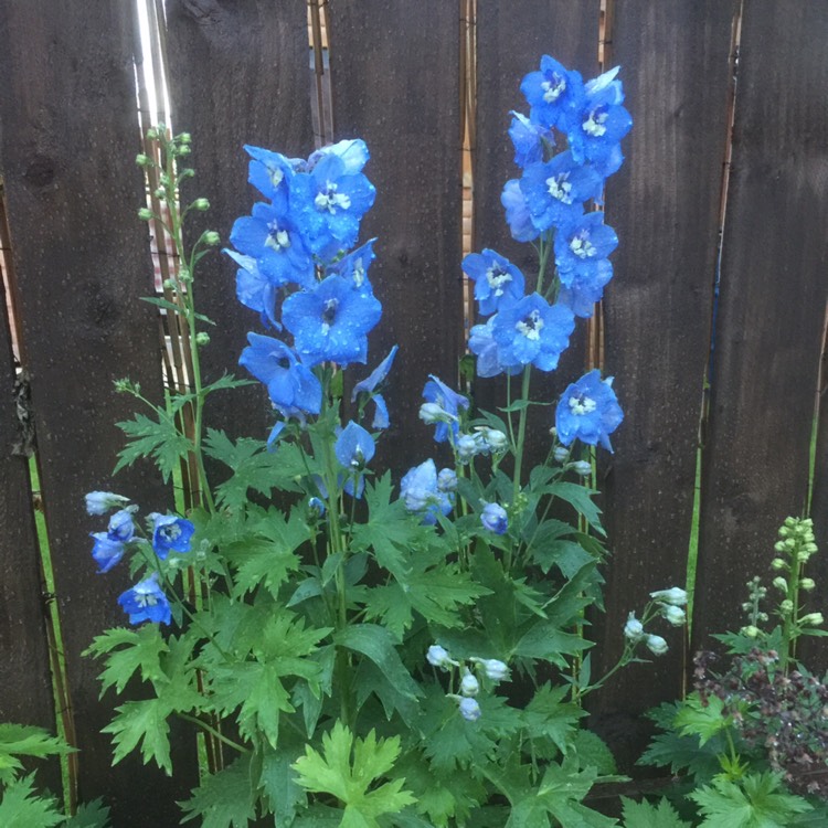 Plant image Delphinium Elatum 'Blue Bird'