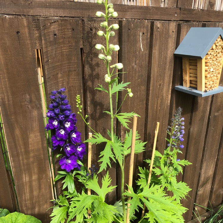 Plant image Delphinium 'Blue Bird' (Pacific Hybrid)