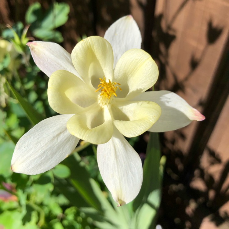 Plant image Aquilegia 'Mckana Hybrids' (Mix)