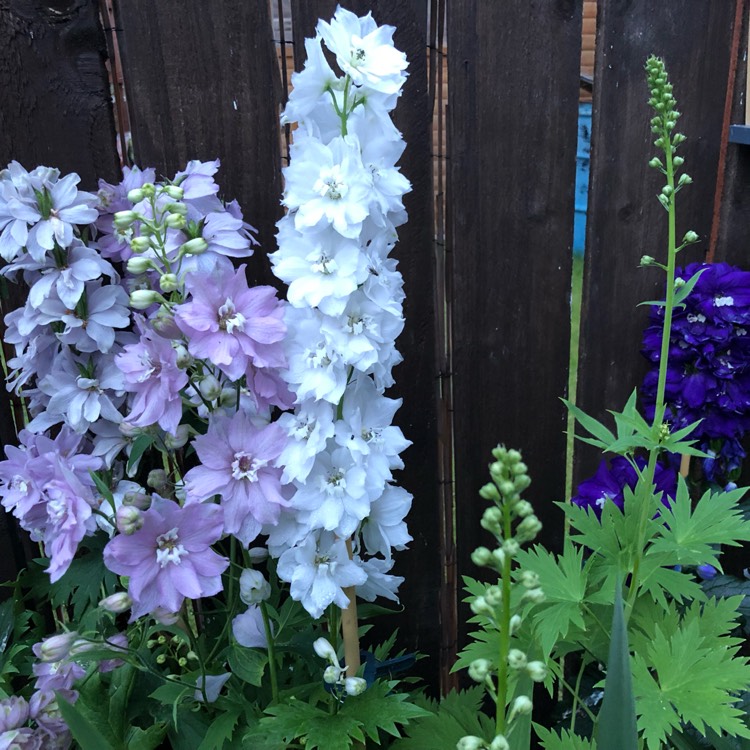 Plant image Delphinium elatum 'Butterball'