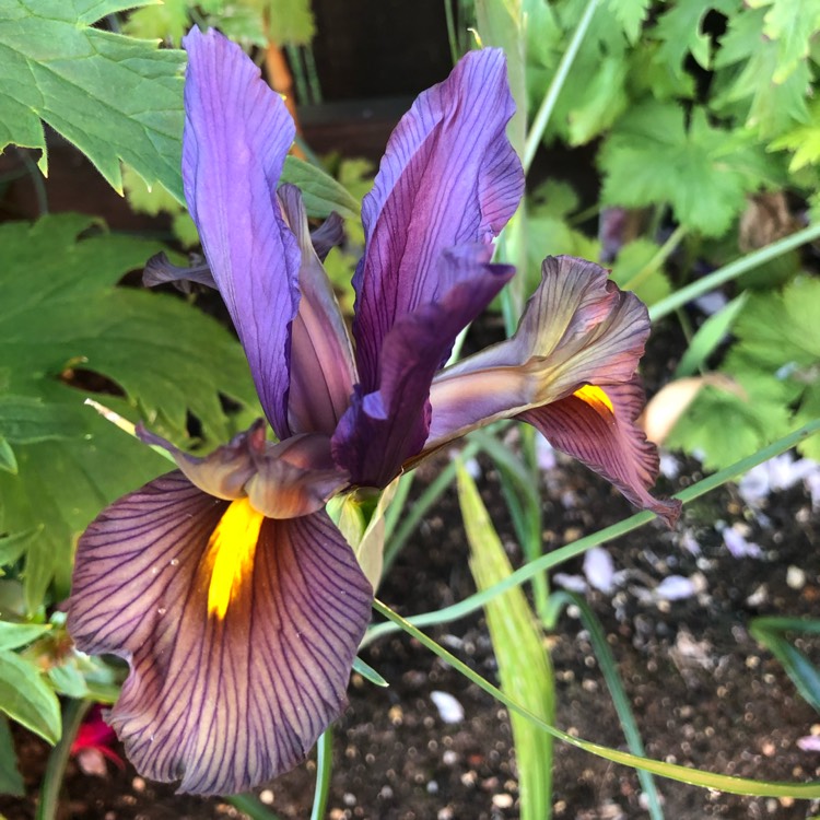 Plant image Iris x hollandica 'Eye of the Tiger'