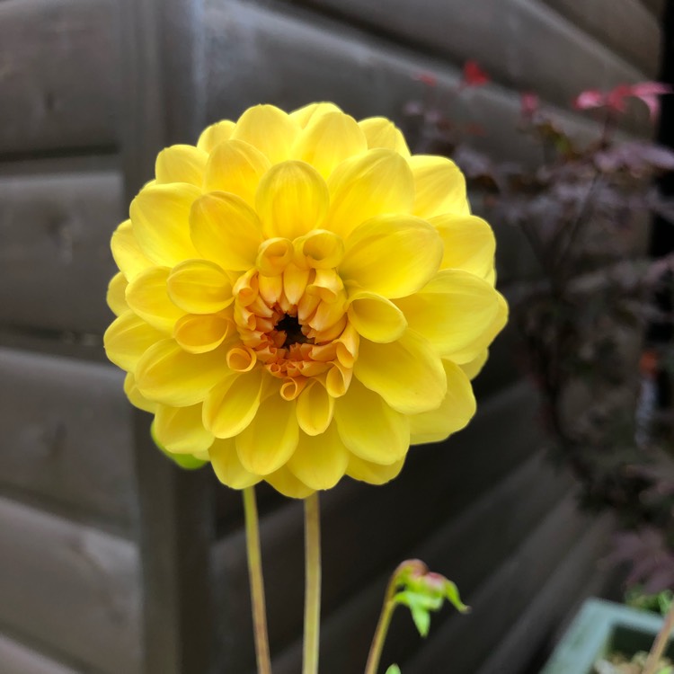 Plant image Dahlia 'Grandalia Yellow' (Grandalia Series)