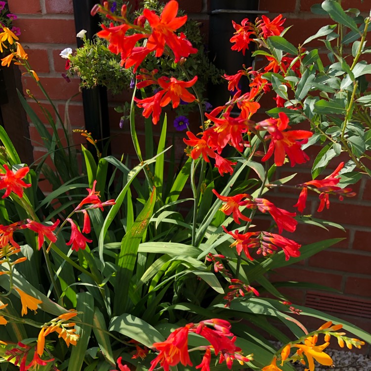 Plant image Crocosmia x crocosmiiflora 'Carmin Brilliant'