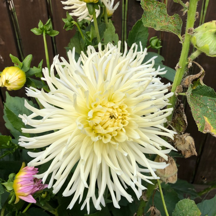 Plant image Dahlia 'My Love'