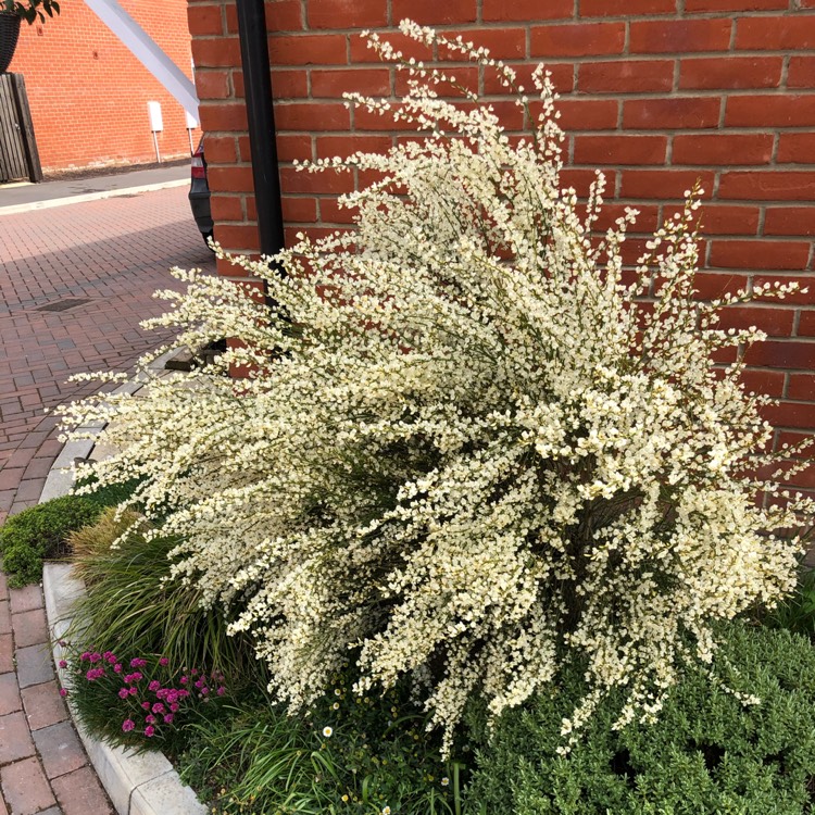 Plant image Cytisus x praecox 'Albus'