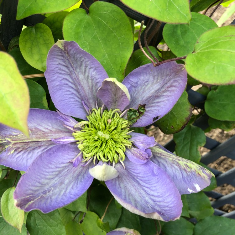 Plant image Clematis 'Blue Light'