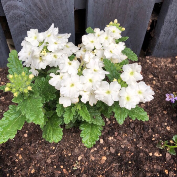 Plant image Phlox subulata 'White Delight'