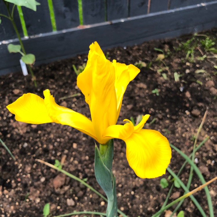 Plant image Iris x hollandica 'Royal Yellow'