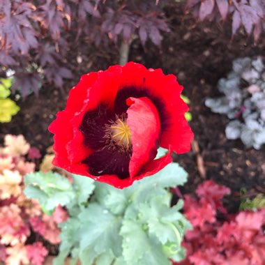 Papaver somniferum 'Giganteum'