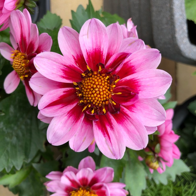 Plant image Dahlia 'Amazon Pink'