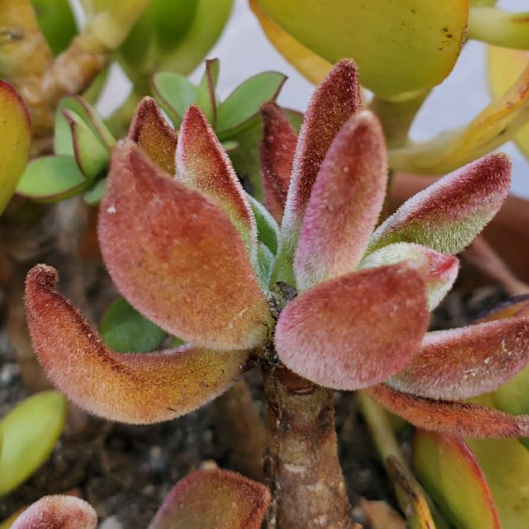 Plant image Kalanchoe tomentosa 'Super Fuzzy'