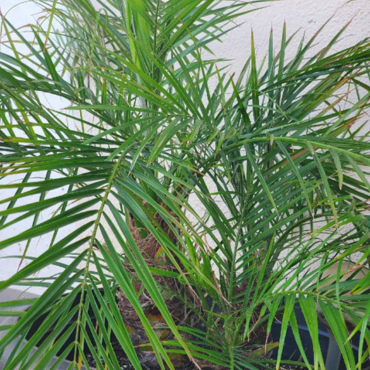 Plant image Phoenix Roebelenii