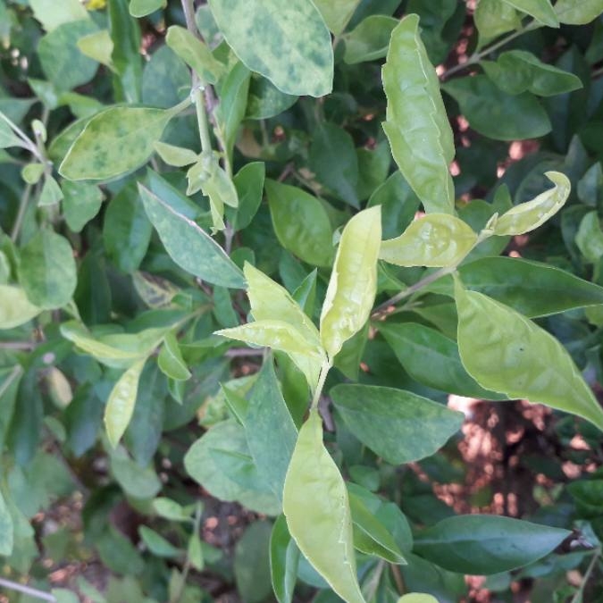 Plant image Duranta erecta 'Gold Mound'