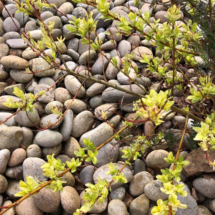 Plant image Salix integra 'Flamingo'