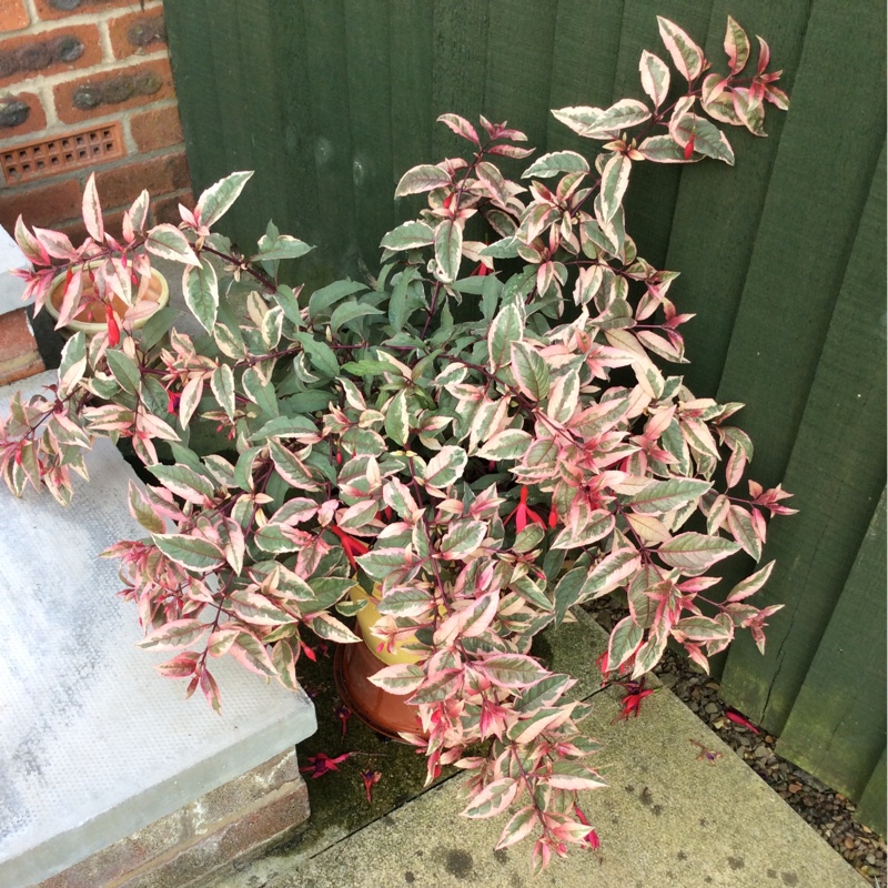 Plant image Fuchsia 'Firecracker'