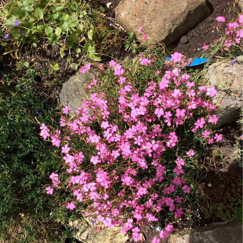 Plant image Dianthus EverLast 'Lilac Eye'