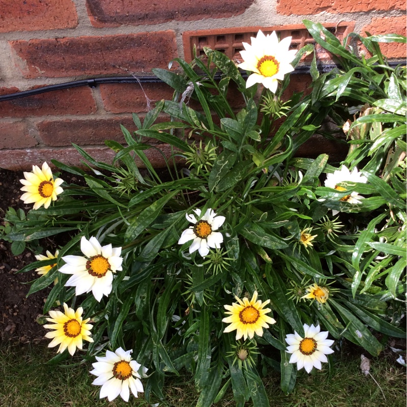 Plant image Gazania rigens 'New Day'