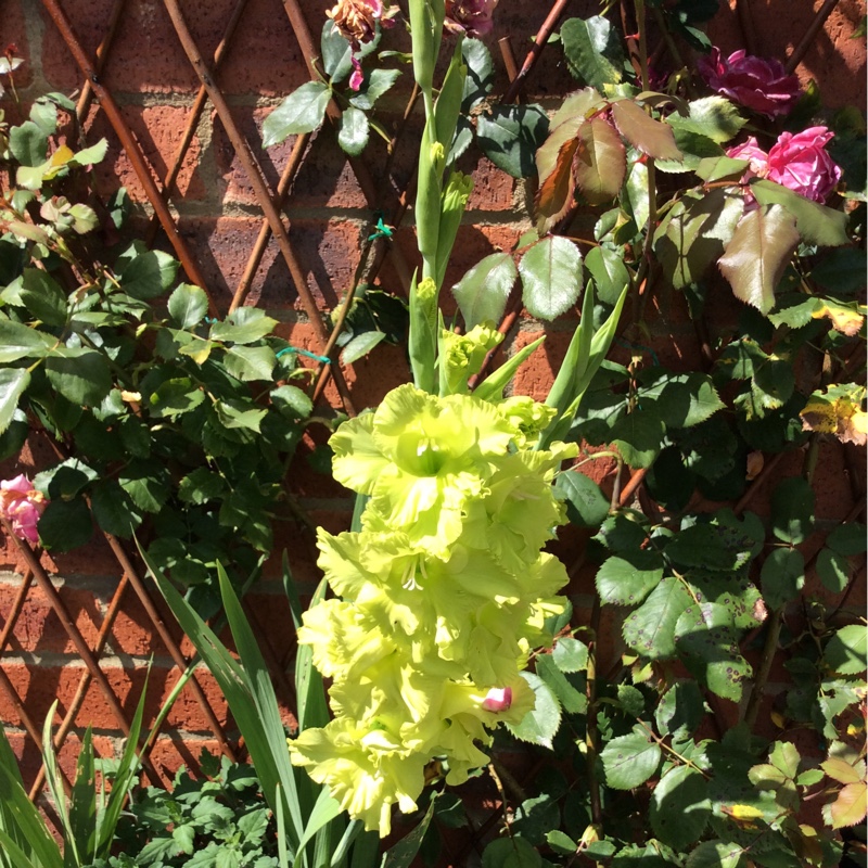 Plant image Gladiolus 'Yellow Star'