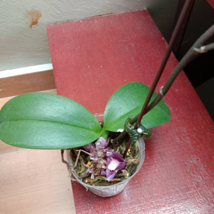 Plant image Phalaenopsis 'Aphrodite'