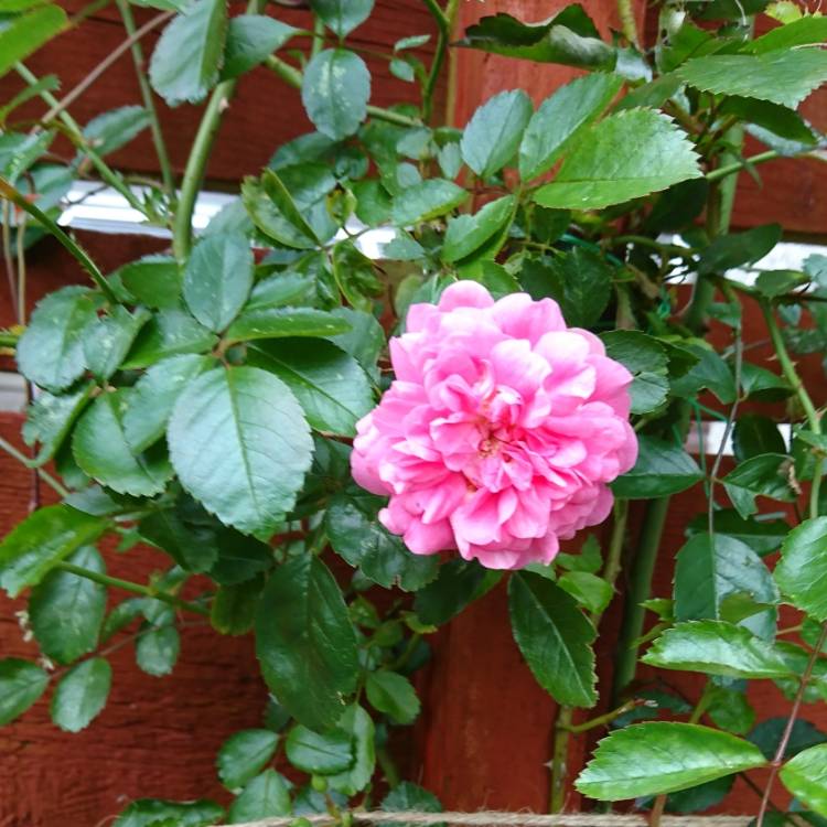 Plant image Rosa 'Climbing Pompon de Paris' syn. Rosa 'Pompon de Paris'