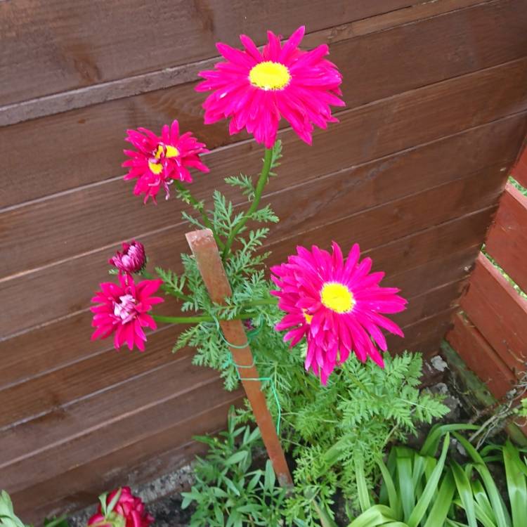 Plant image Argyranthemum frutescens 'Superior Purple'