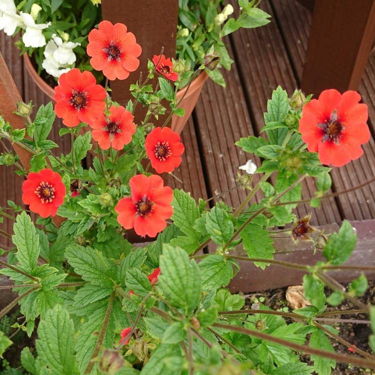 Plant image Potentilla x tonguei