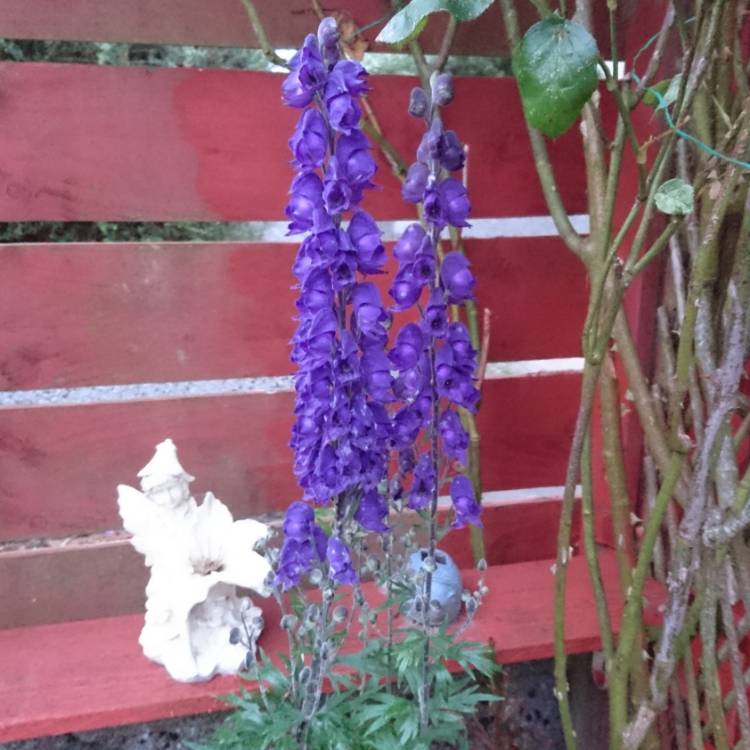 Plant image Aconitum carmichaelii 'Barkers Variety'