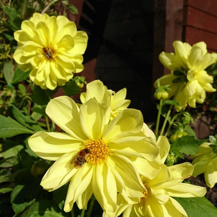 Plant image Dahlia 'Collarette Dandy'