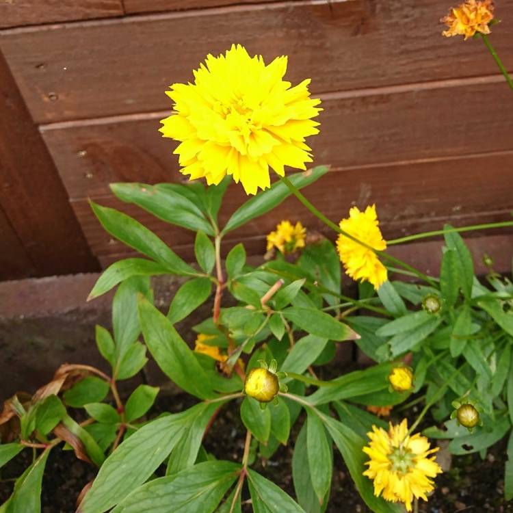 Plant image Coreopsis grandiflora 'Sunray'