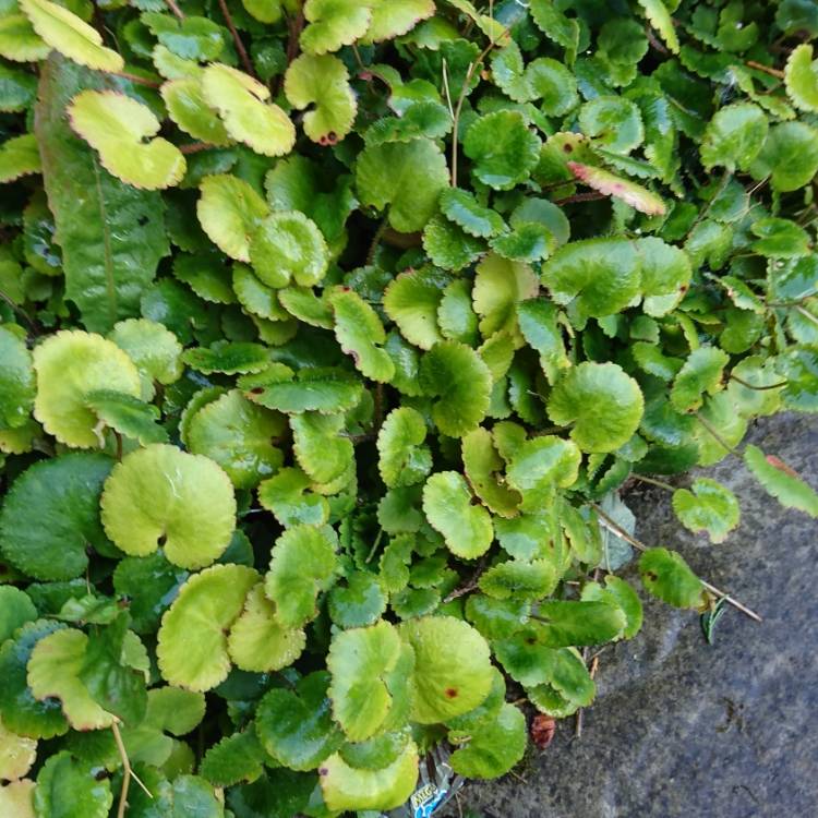 Plant image Saxifraga umbrosa 'Primuloides'