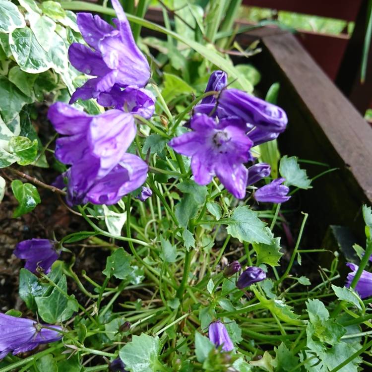 Plant image Campanula 'Ambella Purple'