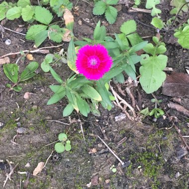 Dianthus barbatus