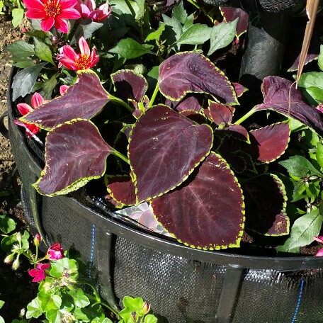 Plant image Solenostemon scutellarioides 'Chocolate Mint'