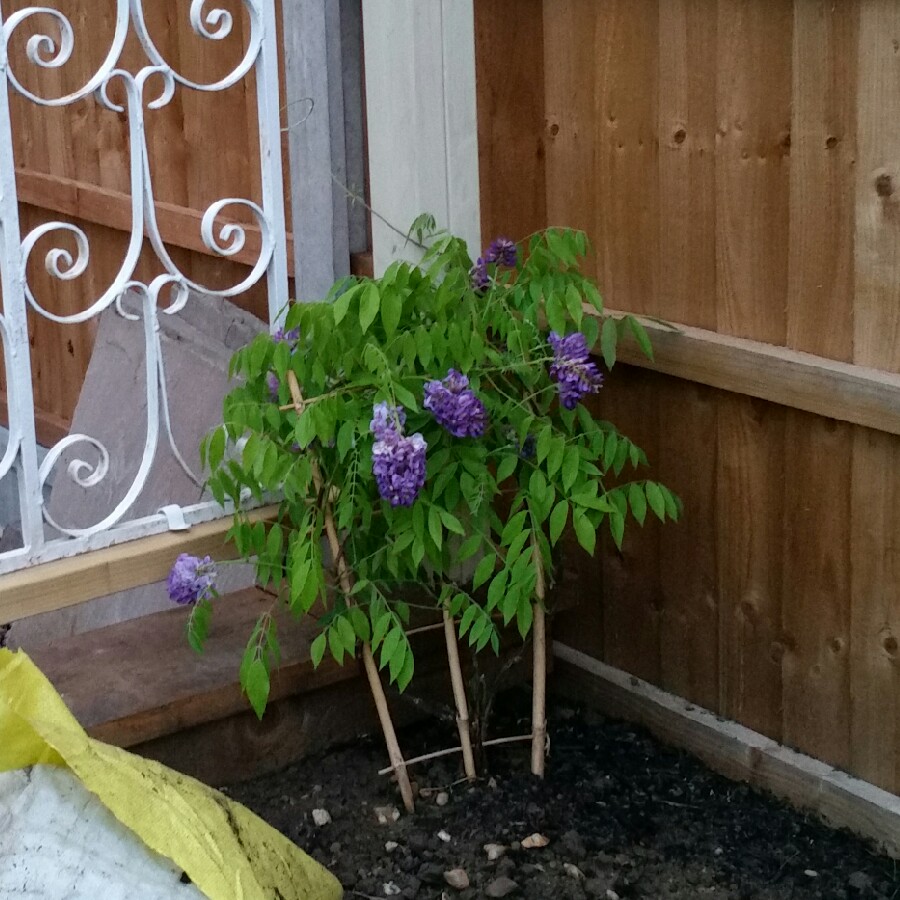 Plant image Wisteria floribunda 'Burford'