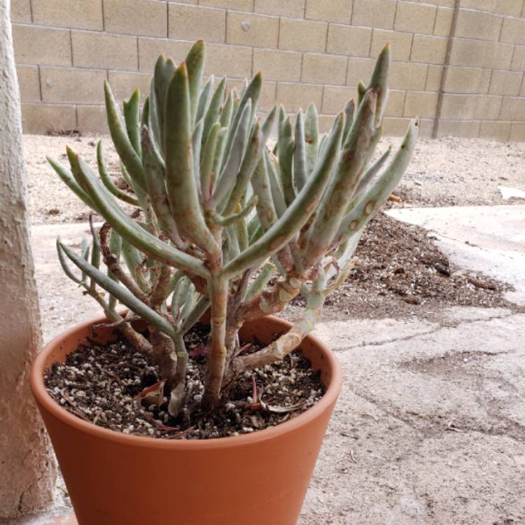 Plant image Cotyledon orbiculata 'Elk Horns'