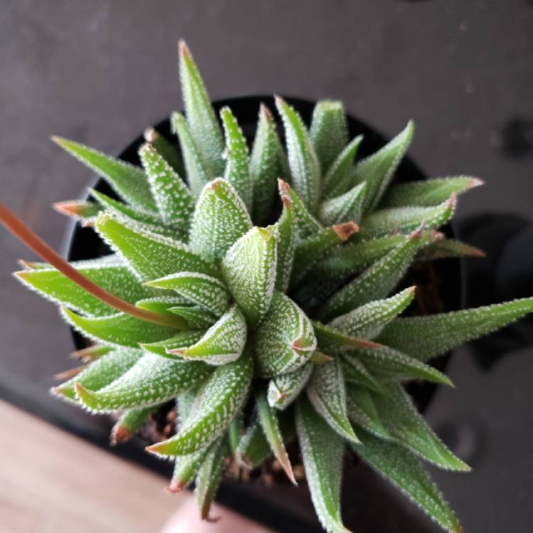 Plant image Haworthia pumila 'Little Donut'