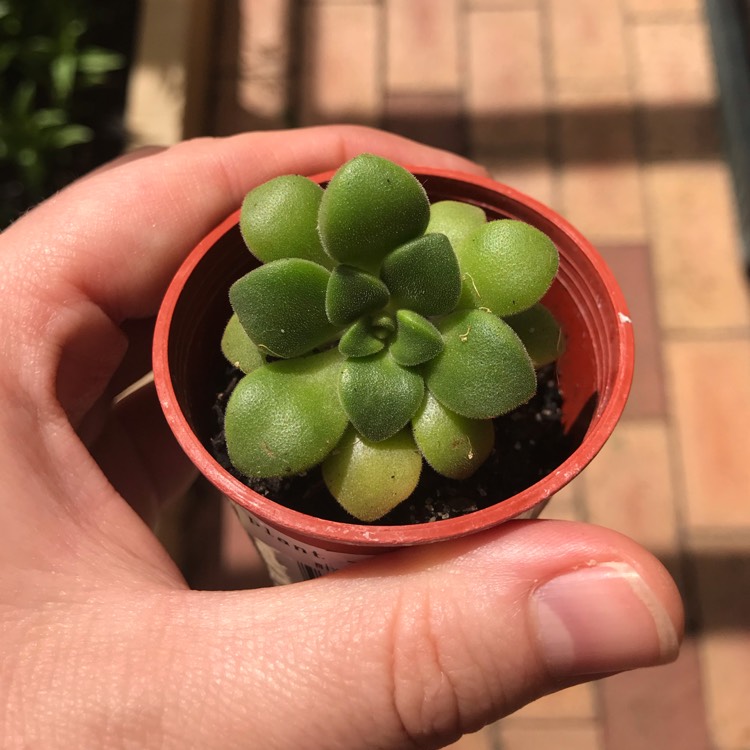 Plant image Aeonium Lindleyi var. Viscatum