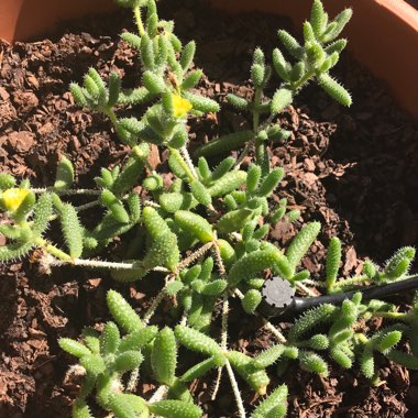 Delosperma echinatum syn. Delosperma pruinosum