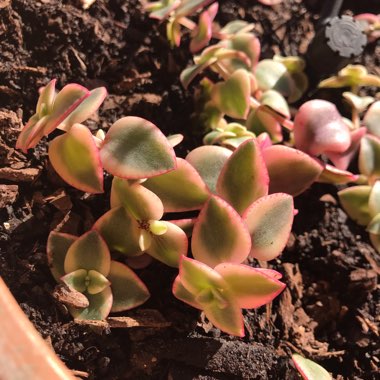 Crassula Pellucida subsp. Marginalis