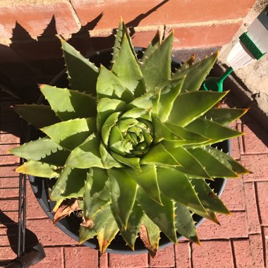 Aloe Polyphylla