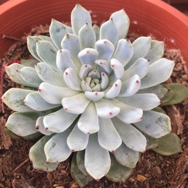 Echeveria Cuspidata var. Zaragozae