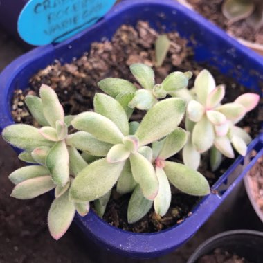 Crassula rogersii Variegated