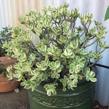 Crassula ovata 'Tricolor'