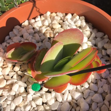 Kalanchoe luciae 'Flapjack'